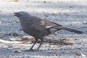 Struthidea cinerea (Apostlebird).jpg